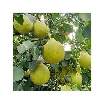 China Fresh China Best Citrus Fruits New Crop Fresh Pomelo Grapefruit Green Skin Pomelo For Sale for sale