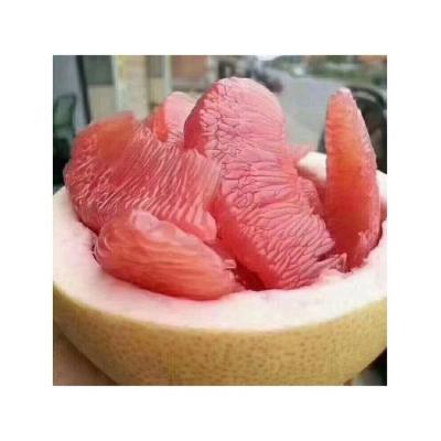 China Fresh Best Selling Fresh Fruit Fresh Citrus Fruit Other Fresh Fruit Fresh Lime Tree Seeds Tangerine Grapefruit for sale