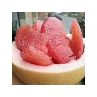 China Fresh Best Product Green Skin Pomelo Grapefruit Sweet Grapefruit Candle Grapefruit Peel Fresh Pomeloc for sale