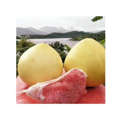 China Fresh Wholesale High Quality New Harvest Global Gap Fresh Sweet Taste Pomelo Grapefruit Citrus Fruits for sale