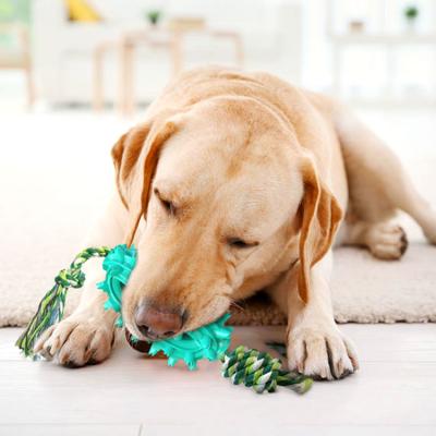 China New Viable Hot Jagged Molar Bangs Cactus Ball Dog Toy With Rope Bite Resistant Toothbrush Pet Supplies for sale