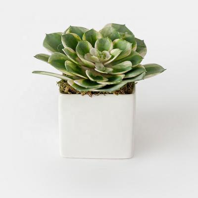 China Home Decor/Indoor Home Decor Mini Succulent Plant With Potted Artificial Faux Silk Succulent Flower Arrangement DIY Decor Hotel Decoration for sale