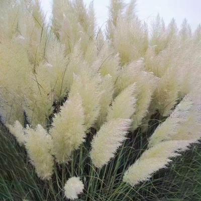 China Wholesale White Indoor Decoration Pampas Grass Large Dry Wedding Party Decorative Hot Sales From Factories On Amazon for sale