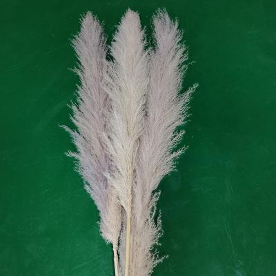 China Wedding Decoration Big Newest Natural Gray Pampas Grass For Home Wedding Decoation Fluffy Or Weddings Decoration Pampas Grass Decor for sale