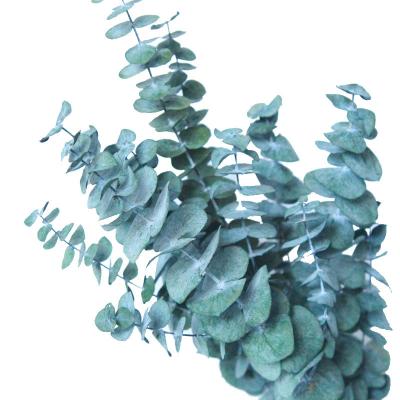 China Environmental friendly high quality dry flower preserved flowers eucalyptus leaf for decoration for sale