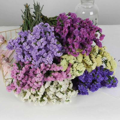 China 2020 Hot Sale Romantic Preserved Flowers Real Natural Preserved Flower Forget Me Not Dried Myosotis Flower For Girlfriend Eternal Flower for sale