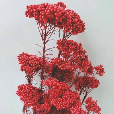 China Real Flowers Romantic Preserved Eternal Flower Forever Preserved Dried Stem Ozothamnus Diosmifolius Flower Flowers Florist Supplies for sale