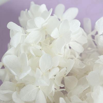 China 2020 Hot Sale Romantic Preserved Flowers Natural Preserved Fresh Preserved Real Dried Hydrangea Flowers On Sale for sale