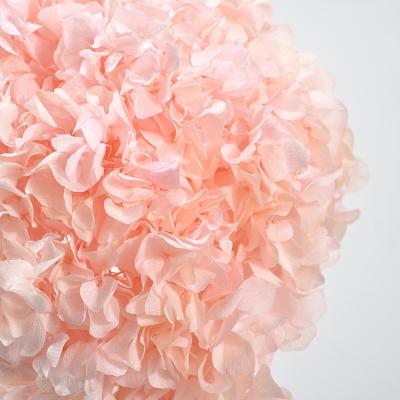 China Real Romantic Preserved Flowers Hot Sale 2020 20g/Box A Grade Real Touch Flowers Preserved Hydrangea For Wall Christmas Wedding for sale