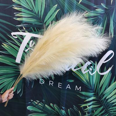 China Large Faux Touch Flower Pampas Home Decor Wedding Decor Fluffy Large Branch Natural Pampas Grass Everlasting Flower Preserved Branch 18 for sale