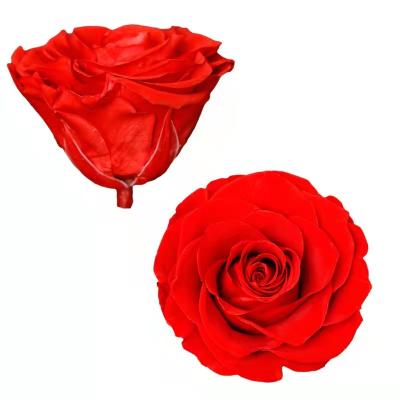 China Wholesale Customization 7-8cm Rose Bud Upscale Immortal Rose Head Preserved 100% Natural Event Decoration OEM ODM for sale