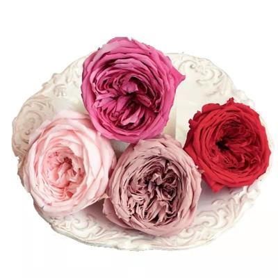 China Wholesale Handmade 4-5cm Austin Rose Bud Everlasting Austin Rose Head Natural Preserved Events Decoration A Grade For Retail for sale