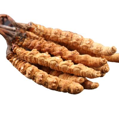 China Whole or Broken or Powder Whole Plant Cordyceps Sinensis Cordyceps Militaris Dried Chinese Fungus for sale