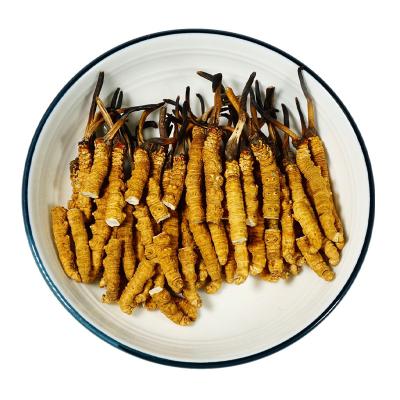 China Whole or Broken or Powder Agriculture Products Chinese Bulk Caterpillar Fungus Cordyceps Herb Raw Material for sale