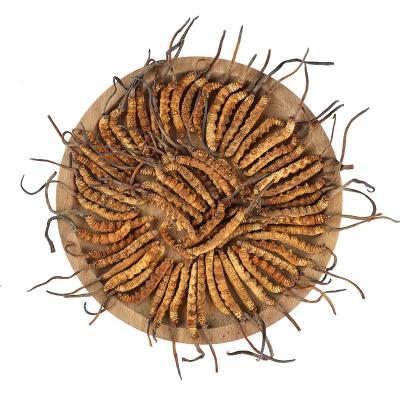 China Dried Wholesale Bulk Chinese Herbs 100% Pure Chinese Cordyceps Dried Caterpillar Fungus for sale