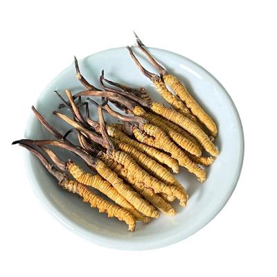 China Dried Traditional Chinese Medicine Herb Dried Caterpillar Fungus Tibetan Cordyceps for sale