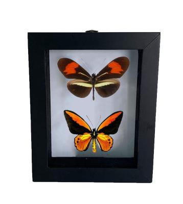 China Decoration Customized Classy Style Wooden Frame Used To Display Insect Specimens And Butterfly Specimens for sale