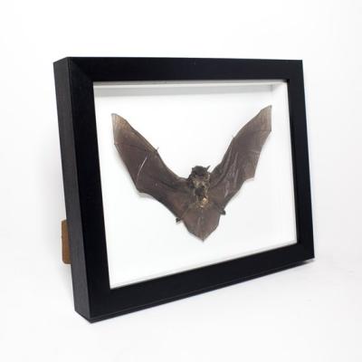 China Walunt Solid Wood Specimen Frame 3D Shadow Box Frame Custom High Quality Home Showcase for sale