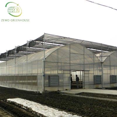 China Agricultural Multi Span Poly Film Tunnel Greenhouse With Hydroponics Planting System For Tomato Pepper Lettuce Strawberry Tomato for sale