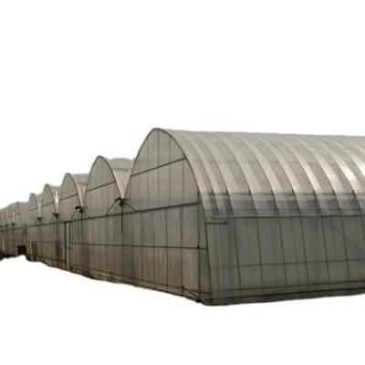 China Plastic Sheet Multi-span Agricultural Greenhouse With Hydroponics System For Tomato/Cucumber/Lettuce/Pepper Planting for sale