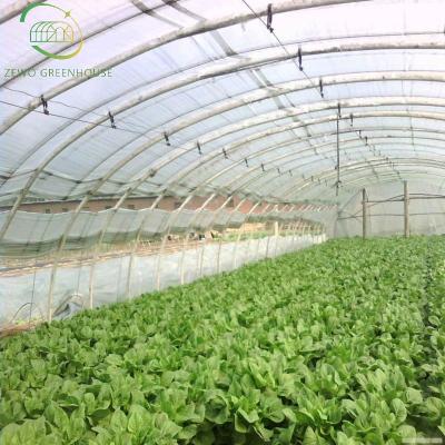 China Agricultural Galvanized Steel Frame Single Span PE Film Greenhouse For Flowers Plant for sale