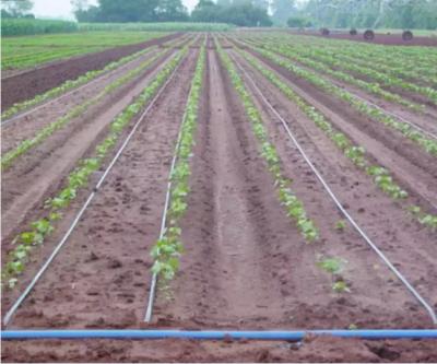 China Planting 2023 Wuxi zewo zewo effective integrated drip irrigation system of vegetable and flower China factory for sale