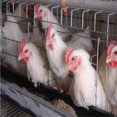 China A commercial battery poultry layer farm breed egg pilipinas farm chicken automatic chicken cage in philippines for sale for sale