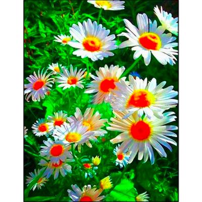 China Modern 5D DIY Diamond Painting Flower Daisy Full Drill Around Gem Art Cross Stitch Diamond Paint by Numbers Mosaic Kit for sale