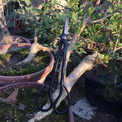 China wholesalestainless bonsai branch scissors Bonsai ToolsPruning scissors steelBonsai handle bonsai high quality anti-skid black pine for sale