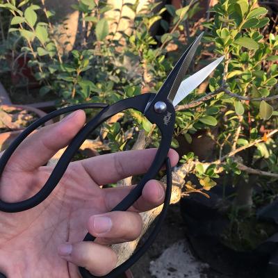 China Professional tools bonsaiMstwaPruning High Quality Wholesale Bonsai ToolsProfessional Scissors Bonsai Anti-skid Handle Black Pine Bonsai for sale