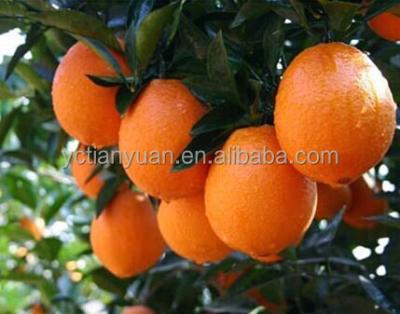 China Fresh navel oranges for sale