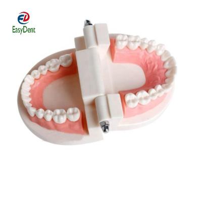 China PVC Material Tooth Model Dental Teaching Study Typodont Demonstration Tool Adult Teaching Standard Teeth Model for sale