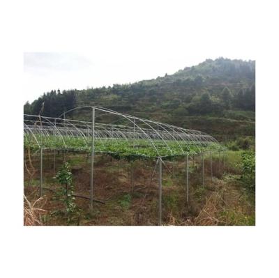 China Economical New Type Vegetable Custom Design Backyard Garden Agricultural Greenhouses for sale