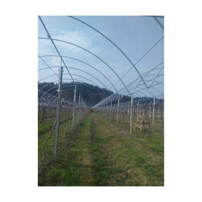 China China Top Quality Flower Green House Greenhouse Greenhouse Mushroom Grape Greenhouse Vegetable for sale