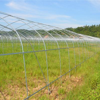 China Vegetable Professional Manufacture Cheap Agricultural Tunnel Greenhouse High Steel Frame for sale