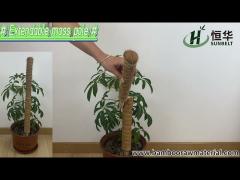 How to use Moss Pole for Climbing Plants Monstera?
