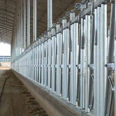 China Easily Assembled Free Standing Cow Stall / Cattle Fence Stall / Buckles Dairy Cow for sale