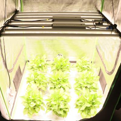 China Seed Starting YXO 650W Quantum Led Grow Light Full Spectrum and Dimmable for Hydroponics and Greenhouse for sale