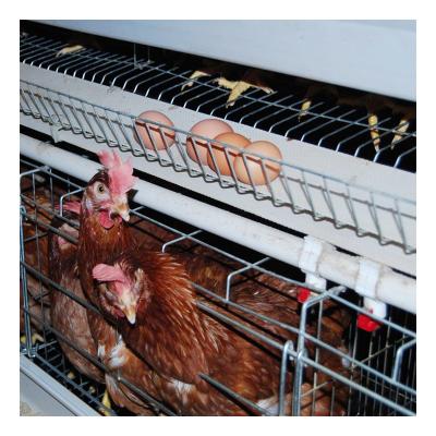 China Animal Production Full Automatic Cage Chicken Farm Design Modern Battery Layer Cage For Africa Market for sale