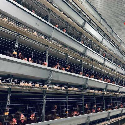 China Modern Design H Type Egg Farms Automatic Battery Layer Chicken Chicken Cages for sale