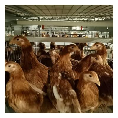 China Save Space Fully Automatic Poultry Farm Chicken Cage System 4 Layers Equipment For Layer for sale