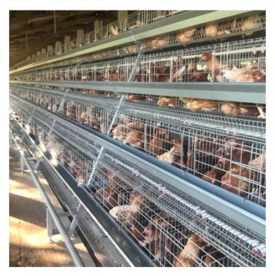 China Farms Poultry Farm Chicken House Breeding Agricultural Machinery One Layer Type Cage With Full Automatic for sale