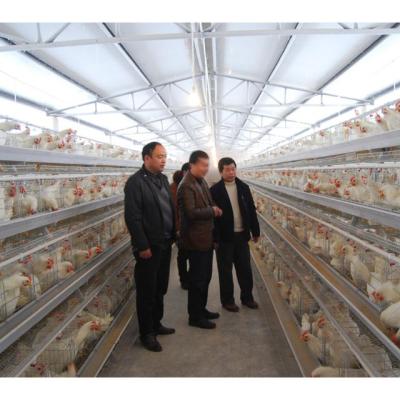 China Poultry Field High Quality Low Price Full Automatic System Type One Layer Poultry Cage For Sale In Africa for sale