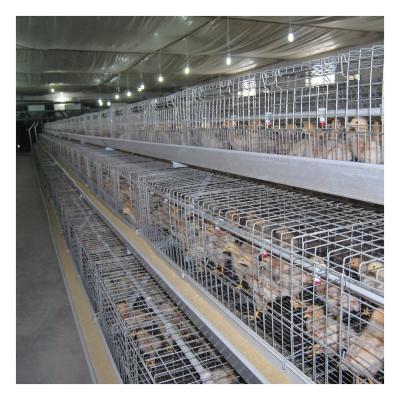 China High End Multifunctional Automatic Young Chicken Cage Low Cost Cheap Sale for sale