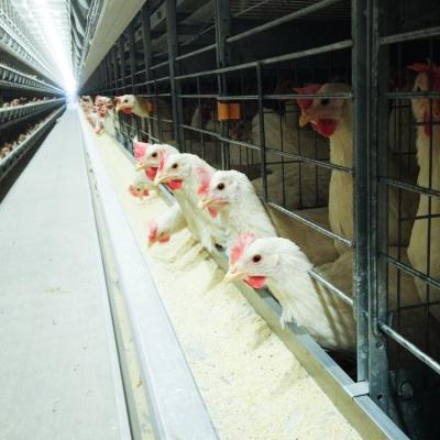 China Chicking Farm Chicken Cage China Poultry Equipment Suppliers Poultry Farm Automatic H Type Layer Chicken Cage for Get a Free Quote for sale