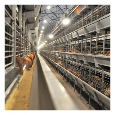 China 192 Automatic Poultry Field Brood H Type Stacked Cages for Poultry Farms in Namibia for sale