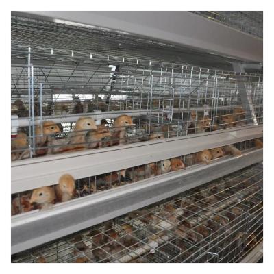 China Poultry Field Nigeria Poultry Farm Type One Full Automatic Silver Hot Galvanized Ladder Pullet Cage for sale