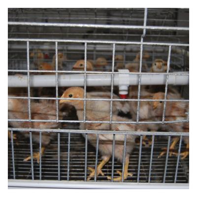 China Poultry field manufacturers sell fully automatic one-shaped trapezoidal young chicken cages at low prices for sale