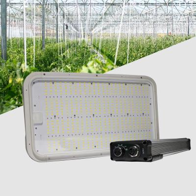 China Seed start led to grow light 600w SAMSUNG 6500K 660nm lm301b for garden greenhouses hydroponics plant to grow light for sale