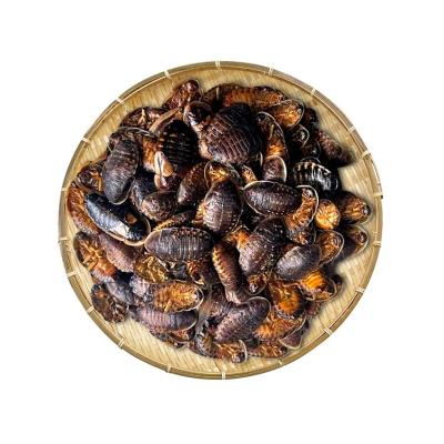 China Dried Dubia Cockroach/rich meat for animal food for sale